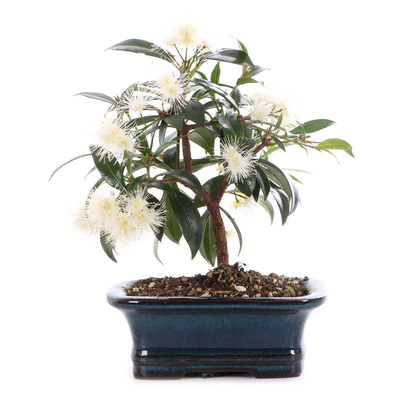 Syzygium paniculatum