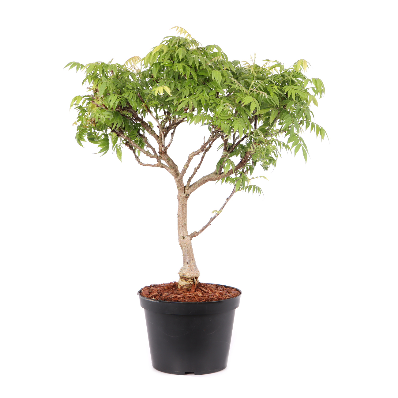 Millettia japonica 'Hime Fuji'