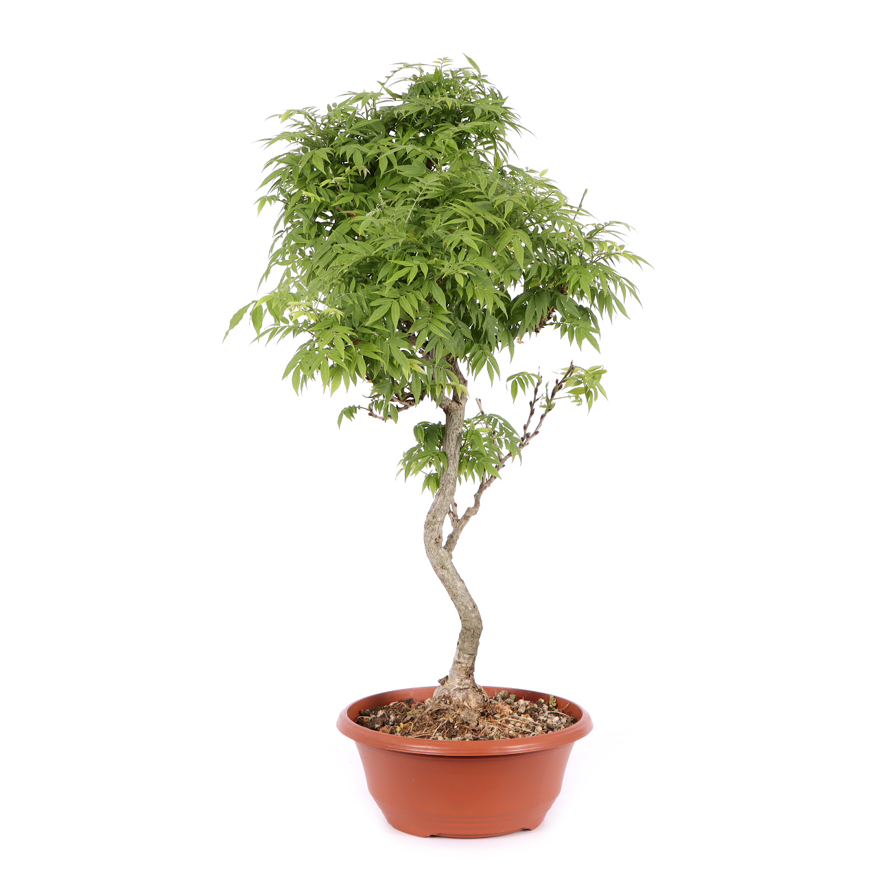 Seitenansicht rechts