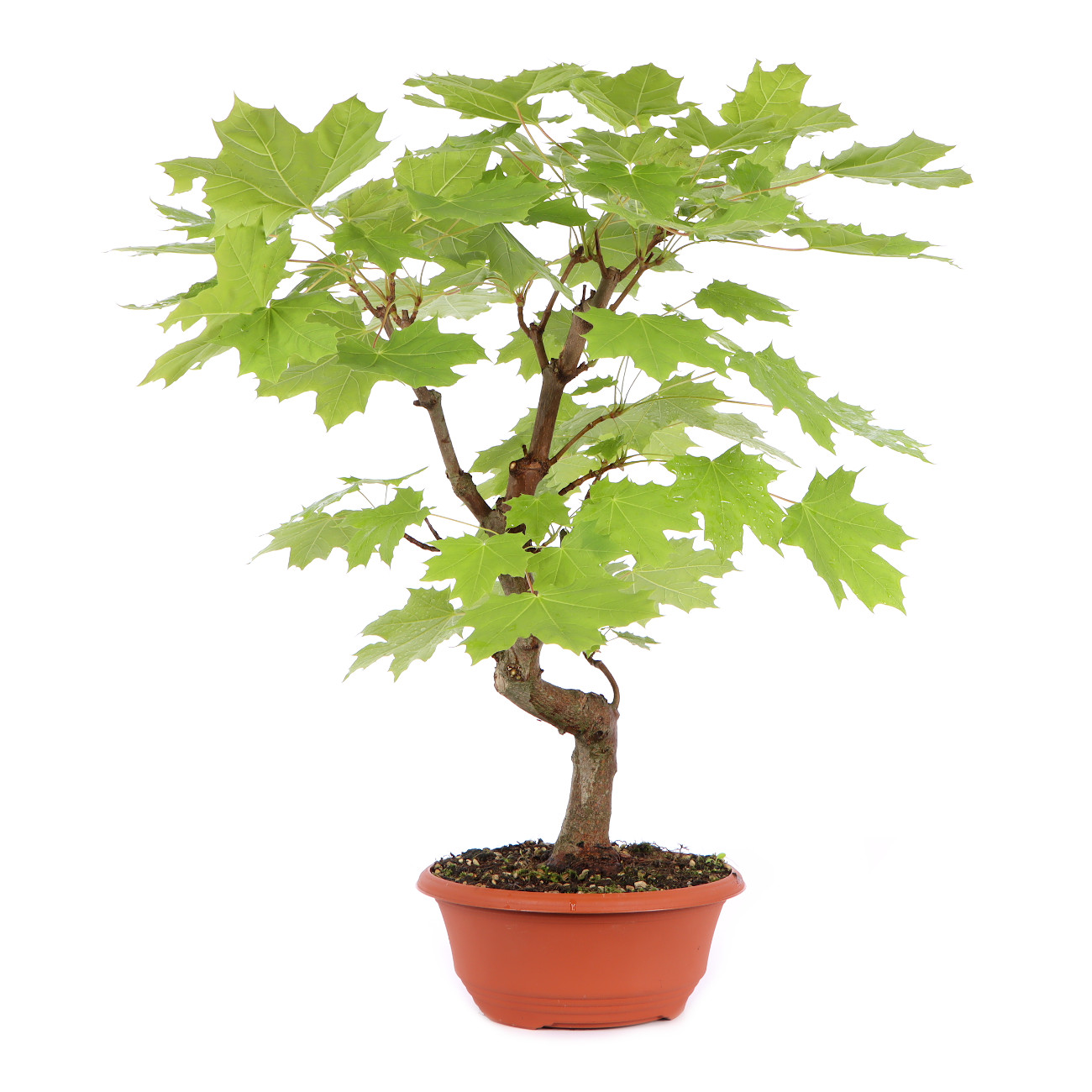 Seitenansicht rechts