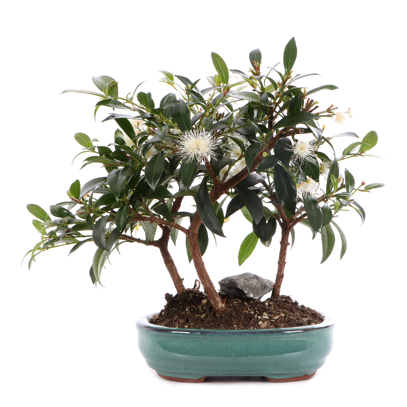 Syzygium paniculatum