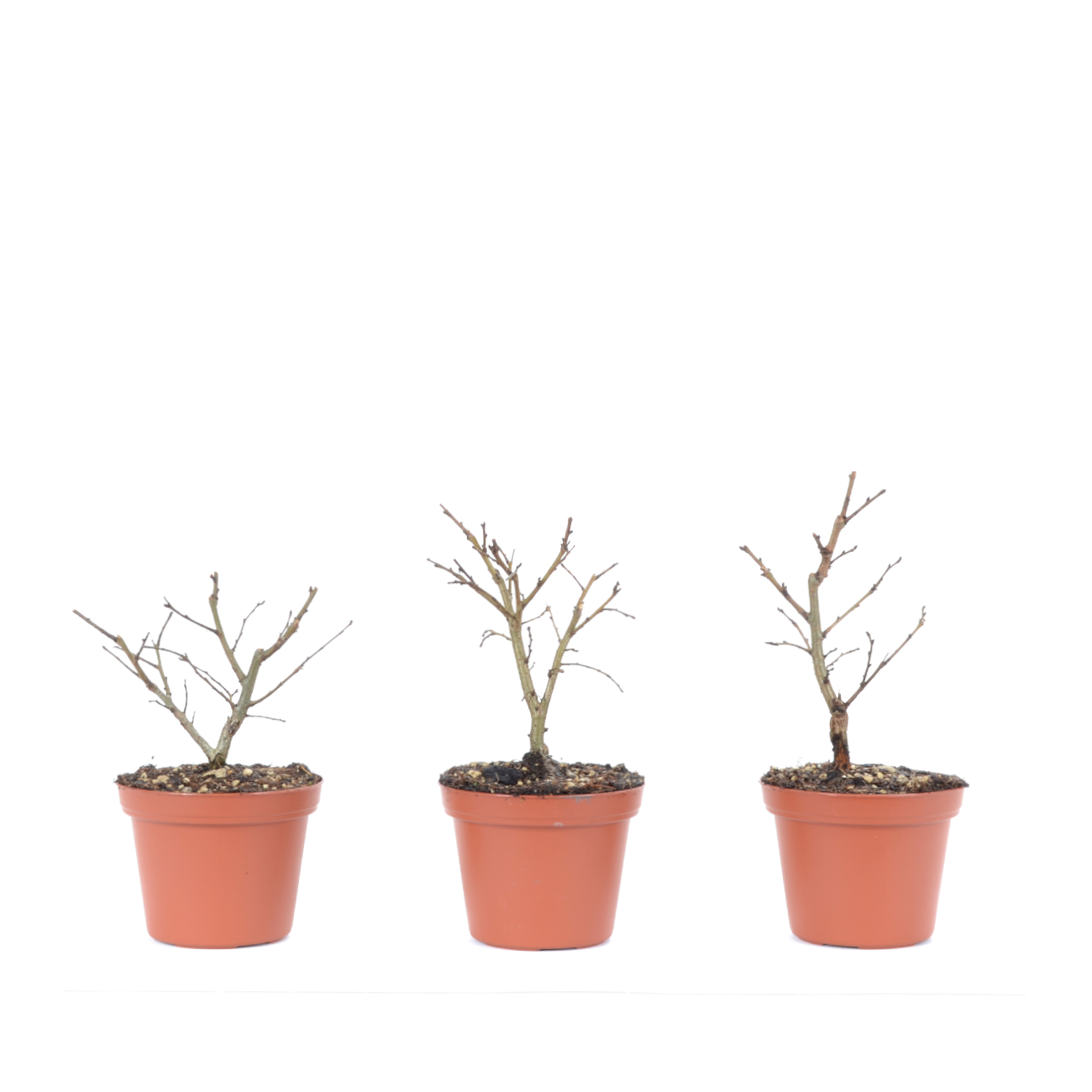 Ulmus pumila