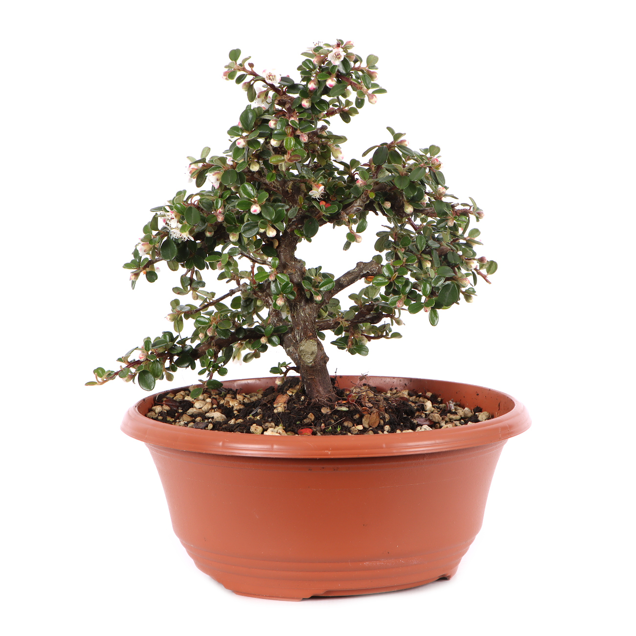 Cotoneaster microphyllus 'Cochleatus'