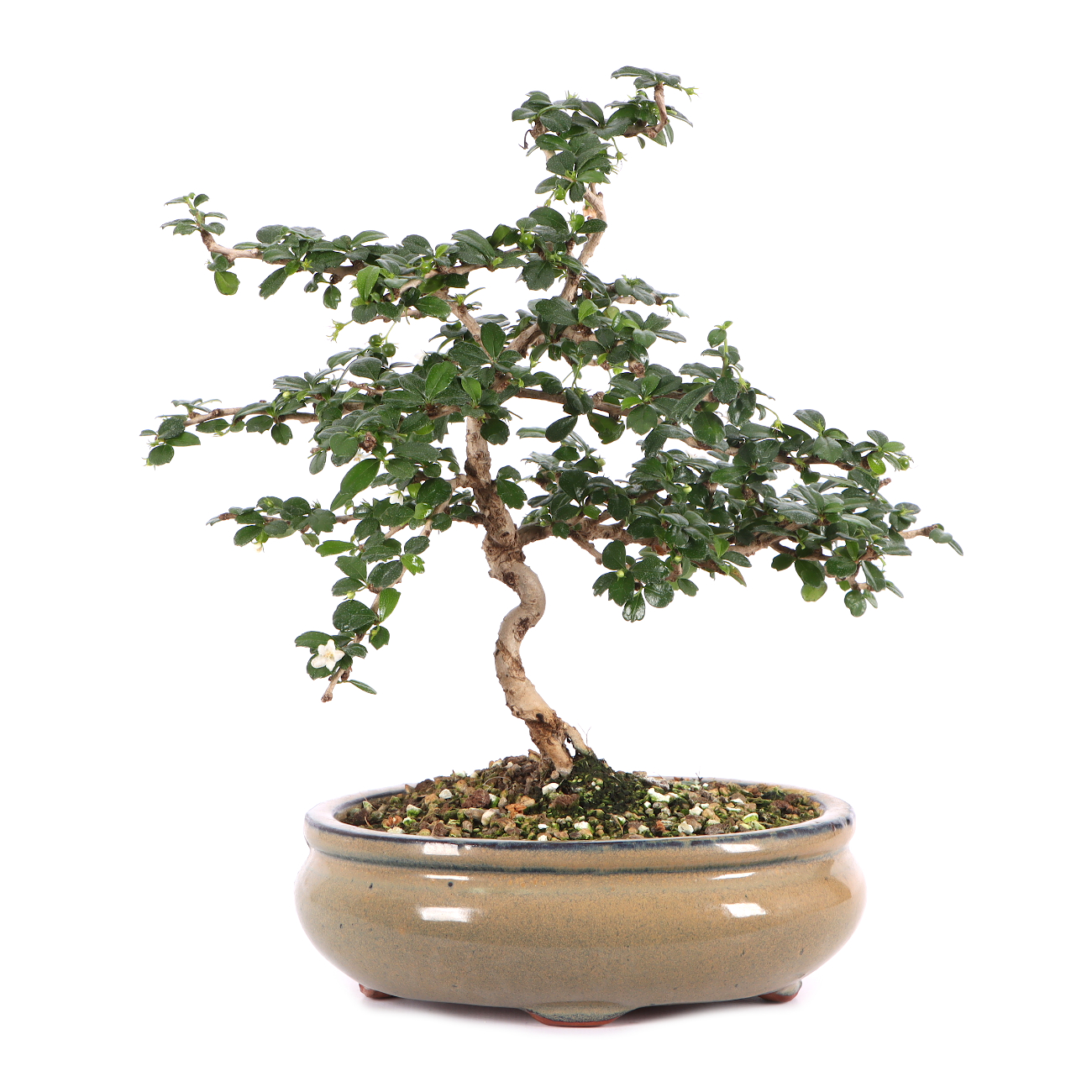 Carmona microphylla