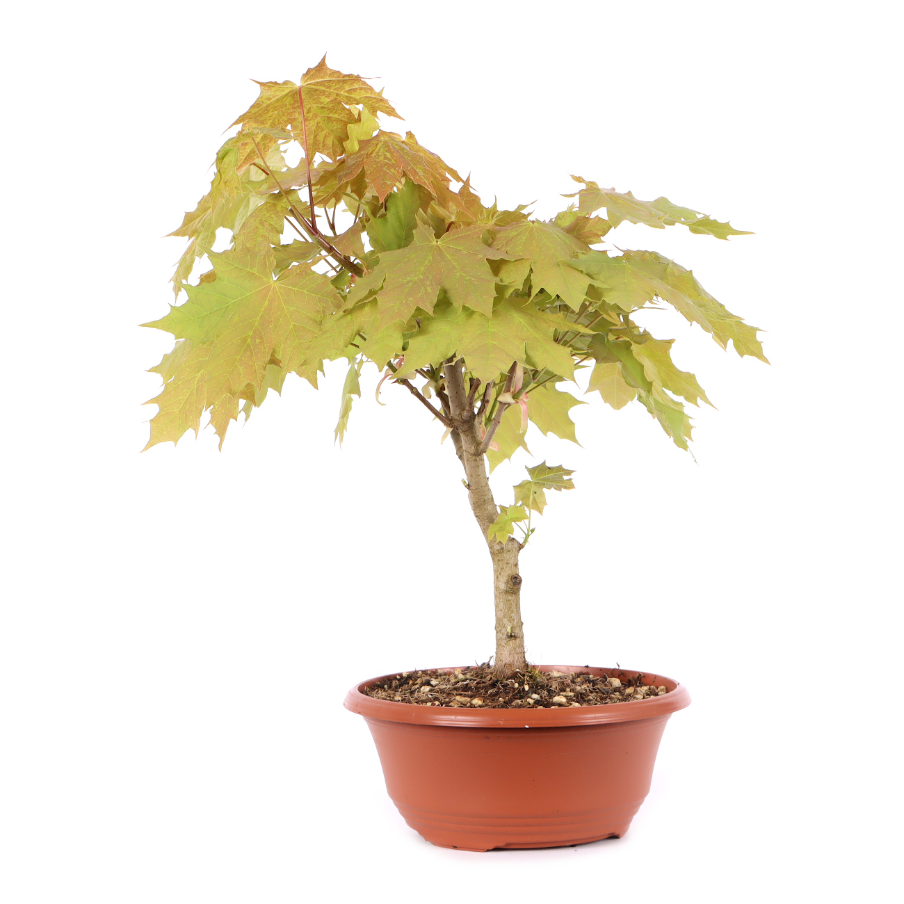 Acer platanoides