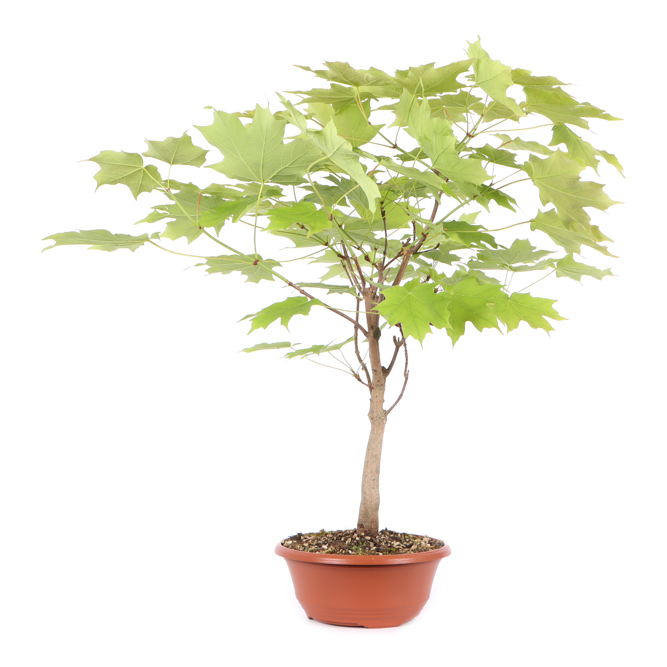 Seitenansicht rechts