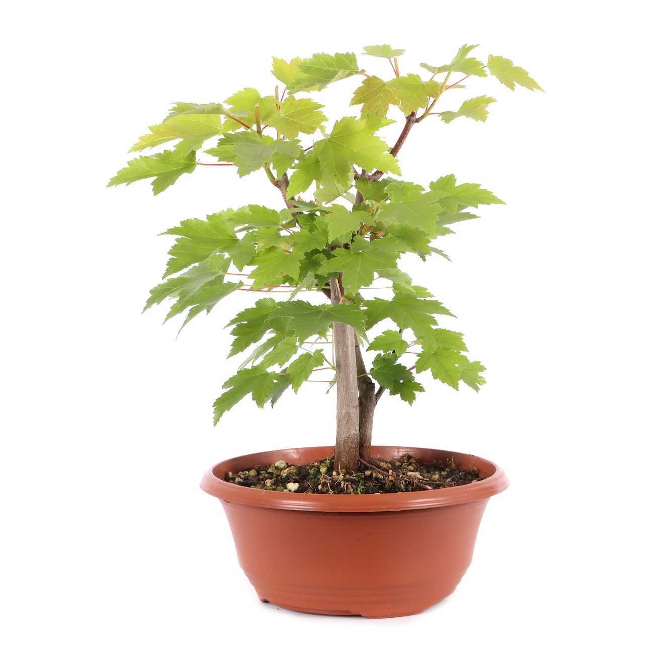 Acer rubrum 'October Glory'