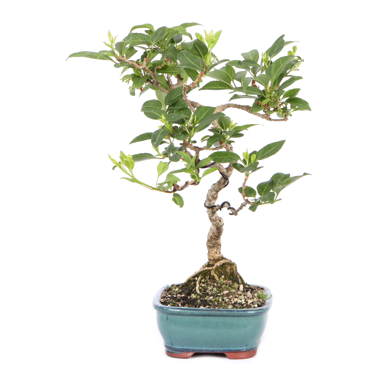 Seitenansicht rechts