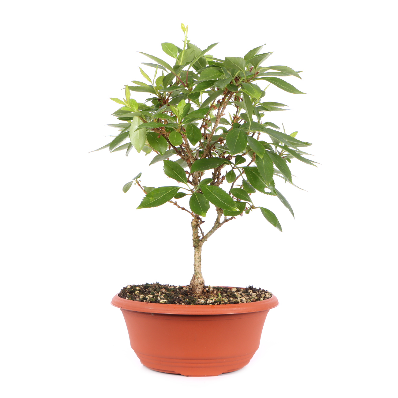 Seitenansicht rechts