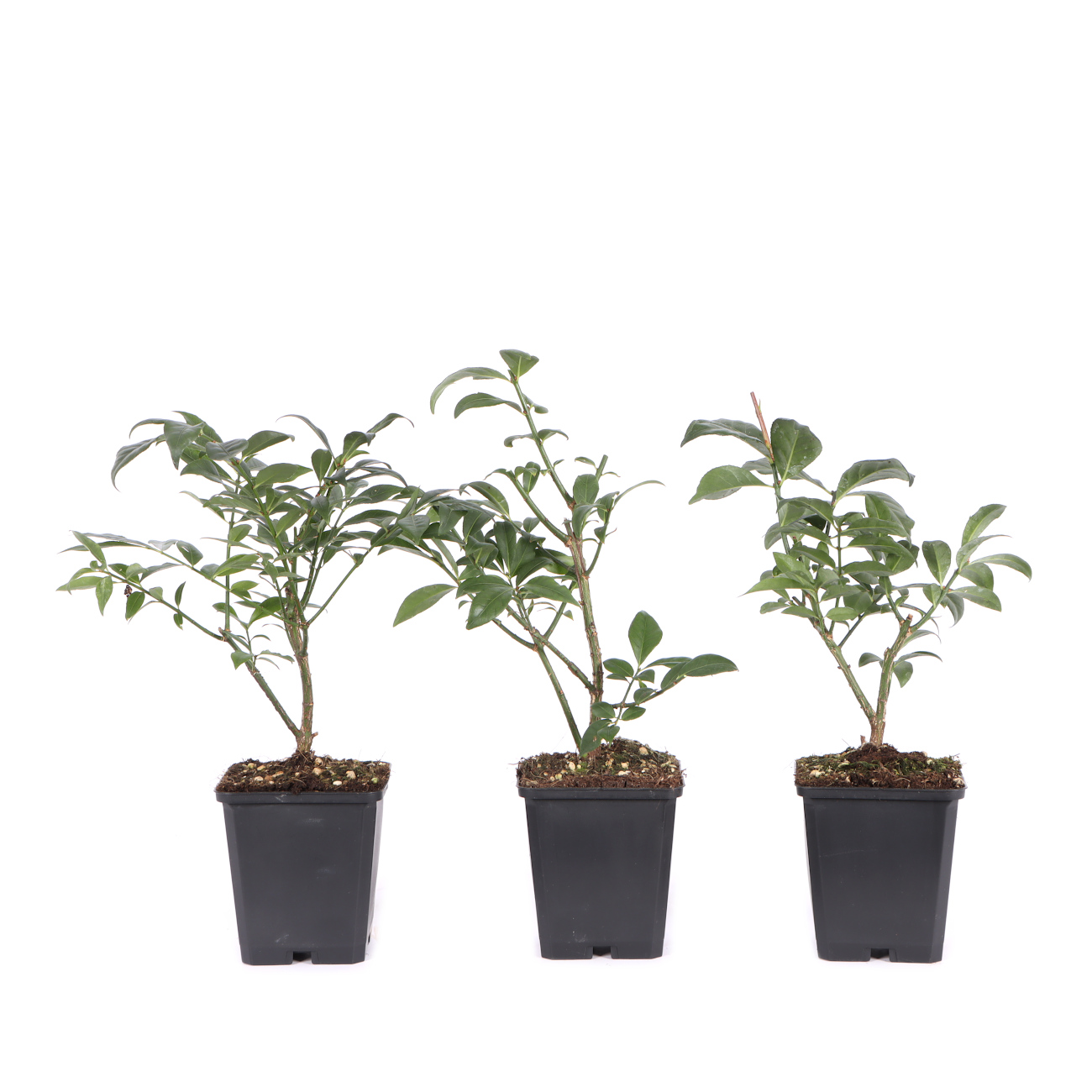 Euonymus alatus 'Compactus'