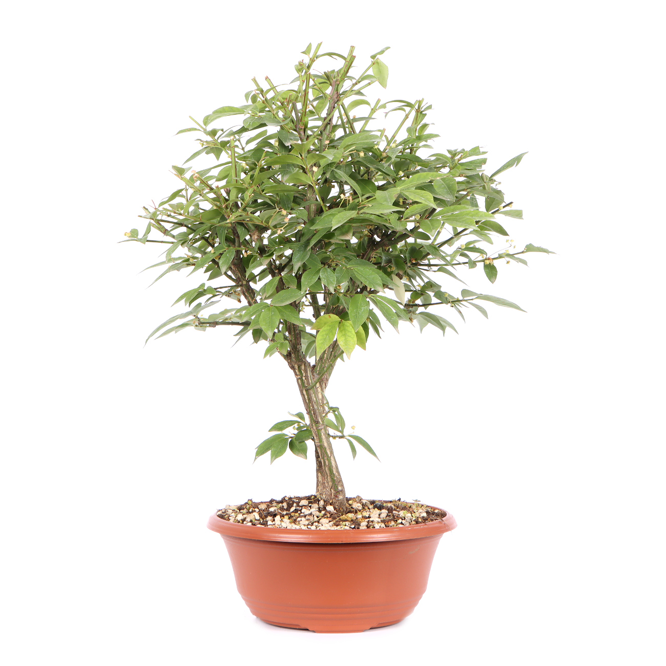 Seitenansicht rechts