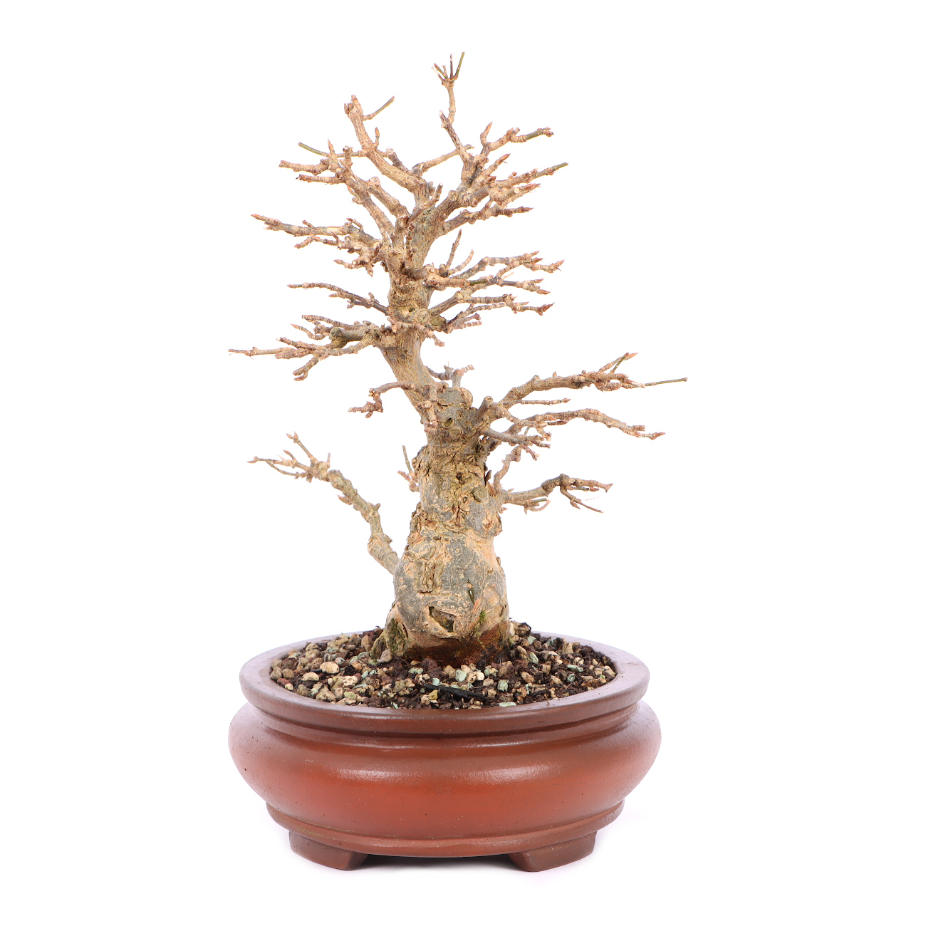 Seitenansicht rechts