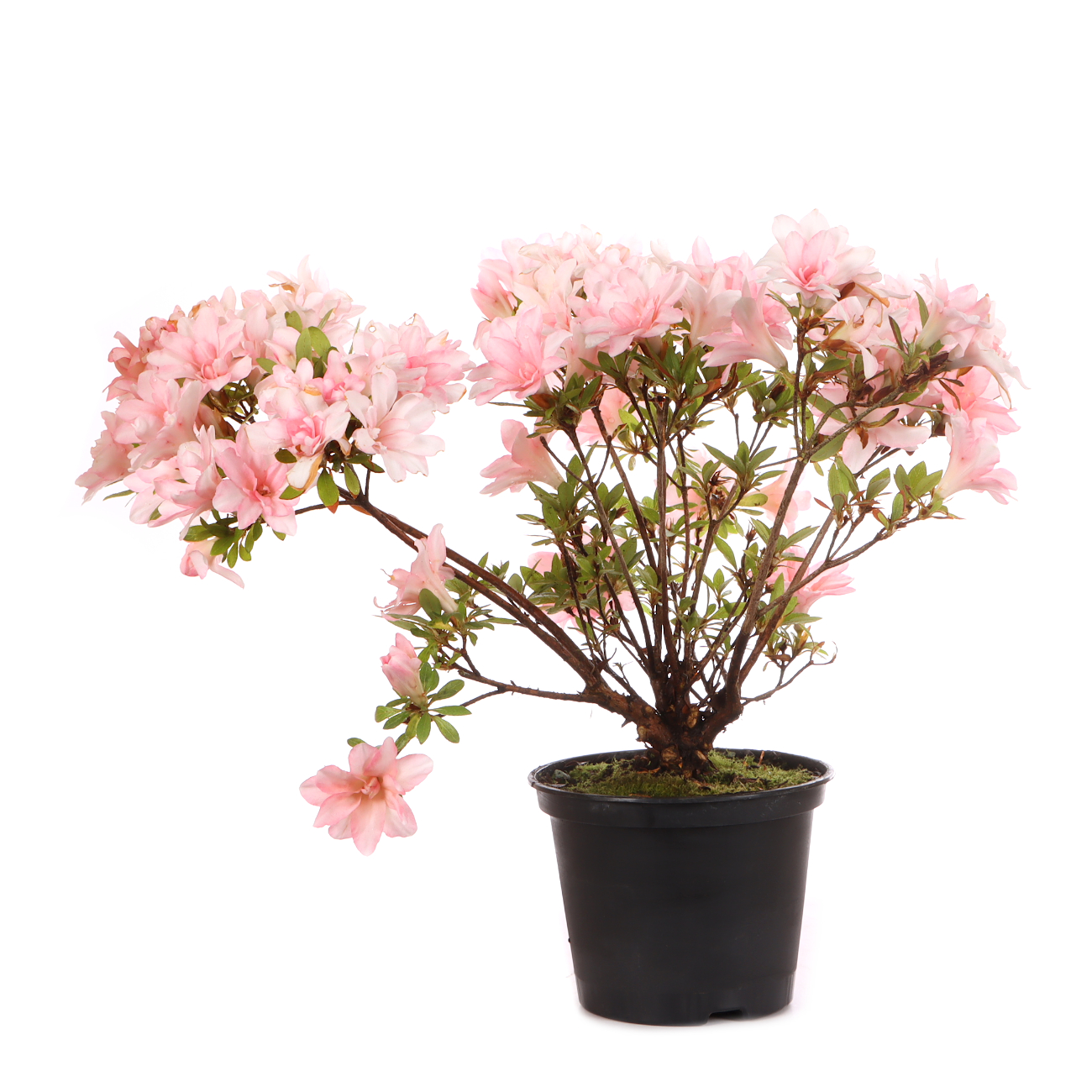 Rhododendron indicum 'Hotaru'