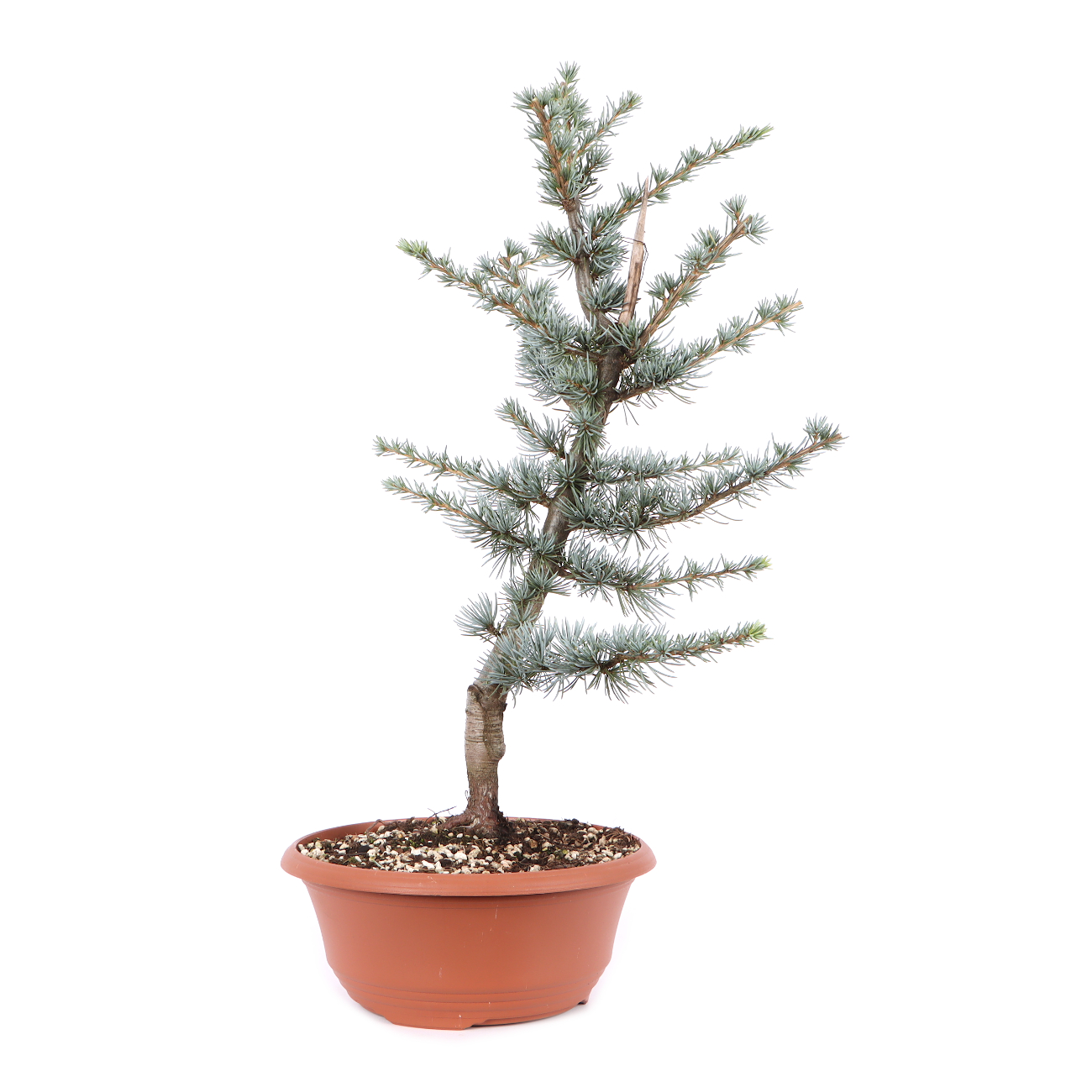 Cedrus atlantica 'Glauca'