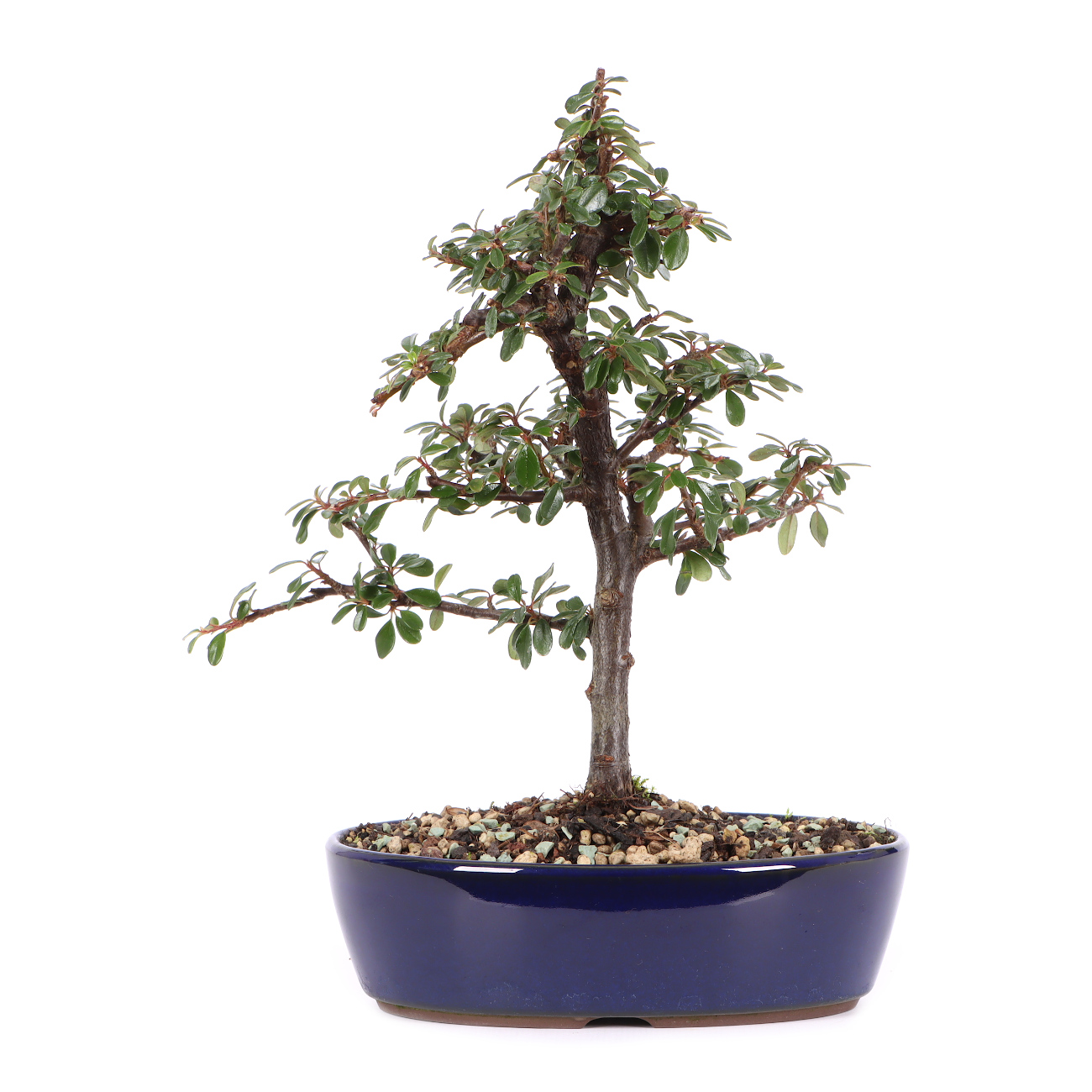 Cotoneaster dammeri 'Skogholm'