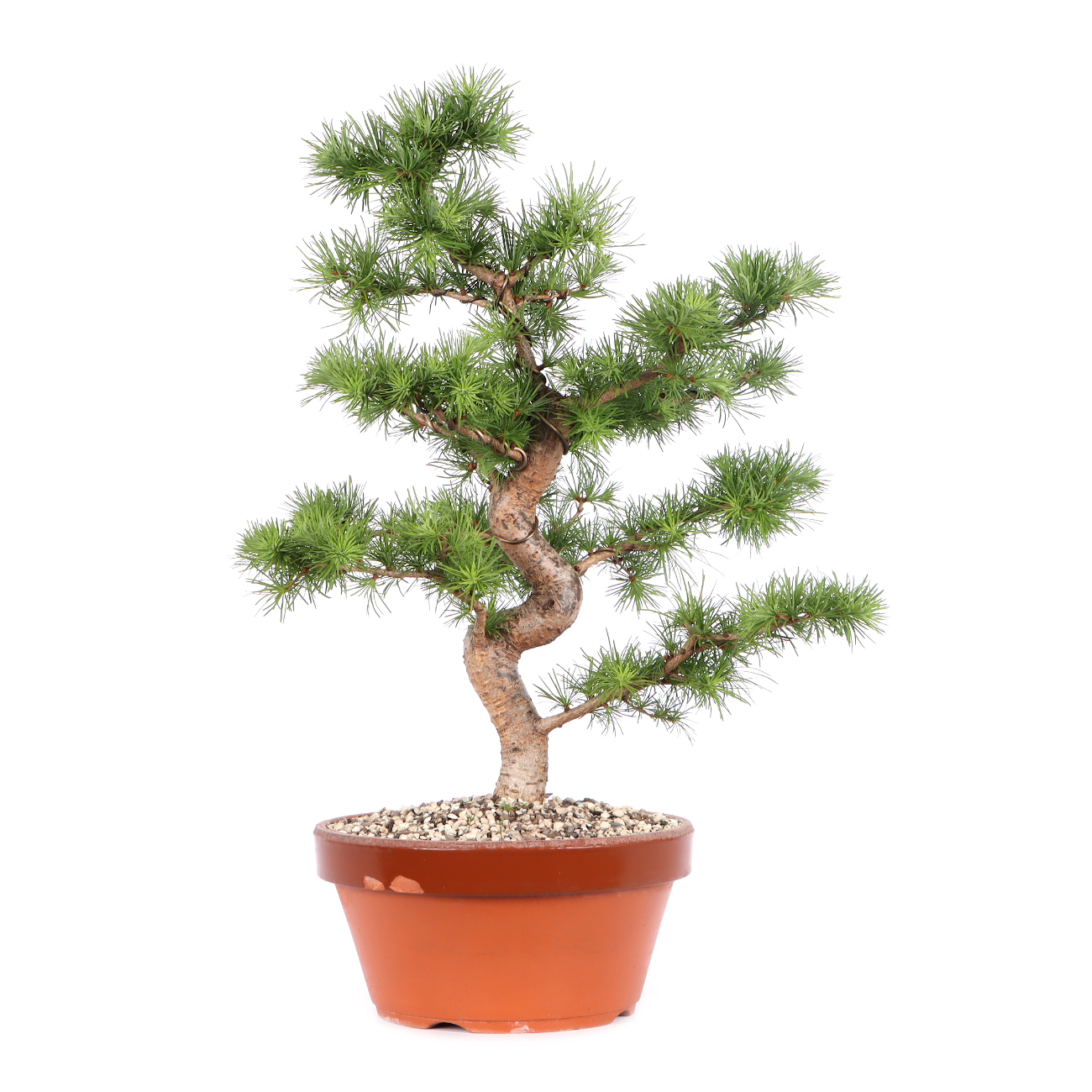 Larix kaempferi