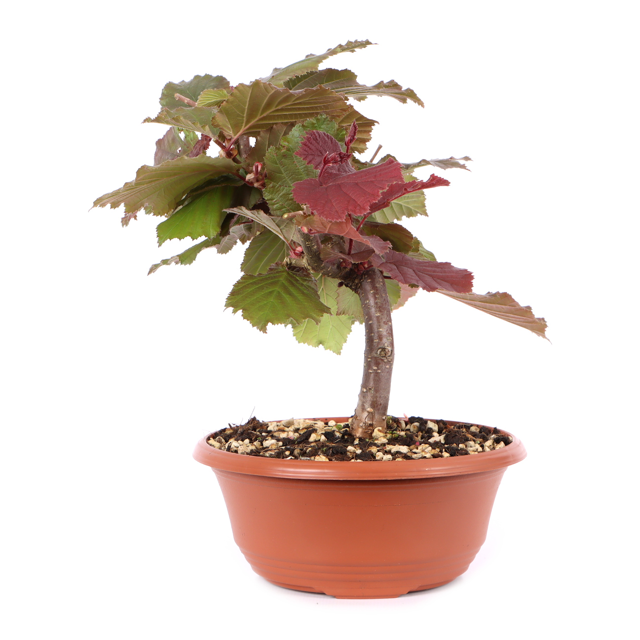 Corylus avellana 'Rotblättrige Zellernuss'