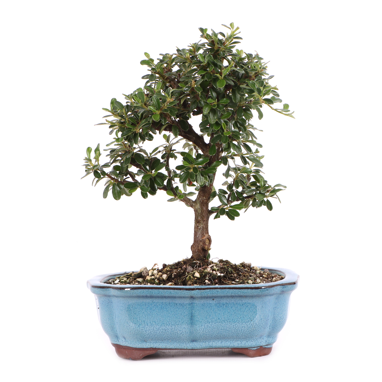 Cotoneaster dammeri 'Skogholm'