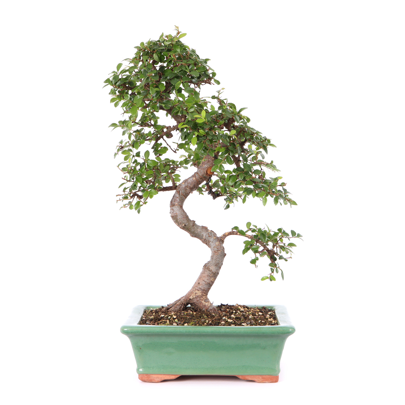 Ulmus parvifolia
