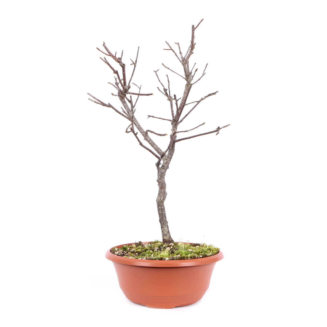 Seitenansicht rechts