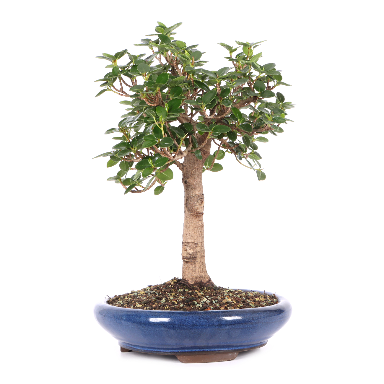 Ficus microcarpa 'Shiny'