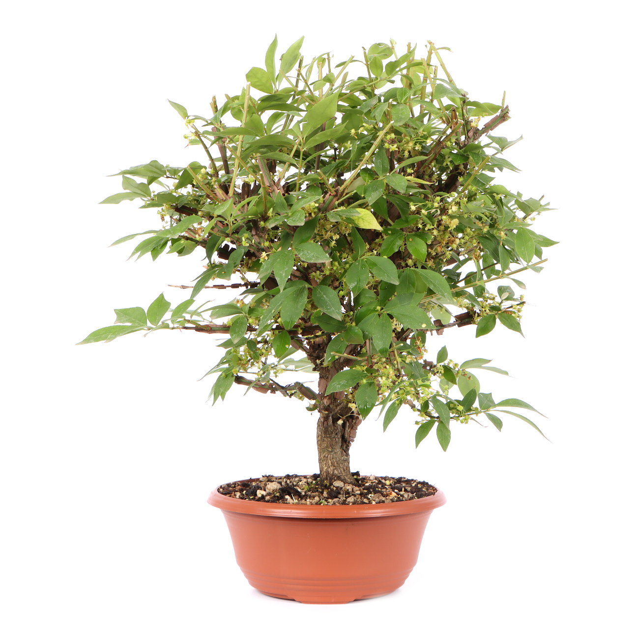 Seitenansicht rechts