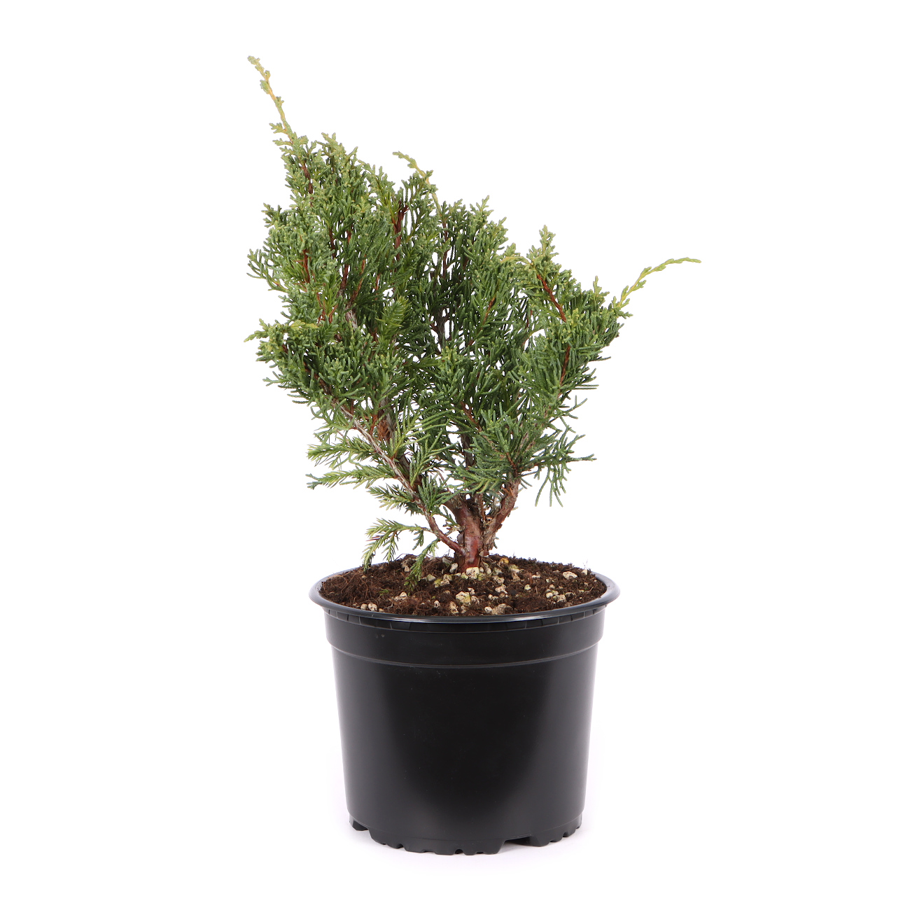 Juniperus chinensis ‘Blaauw‘