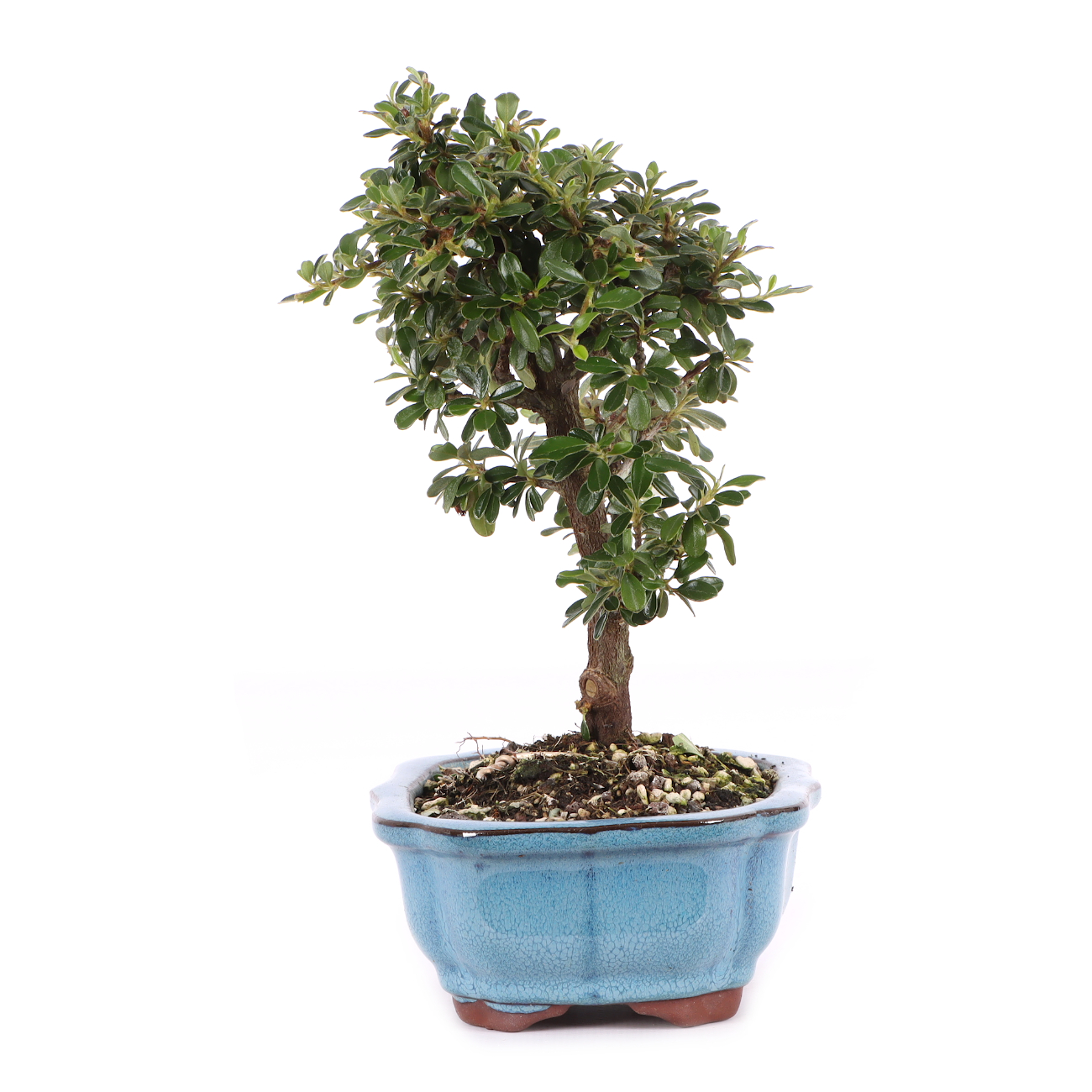 Cotoneaster dammeri 'Skogholm'