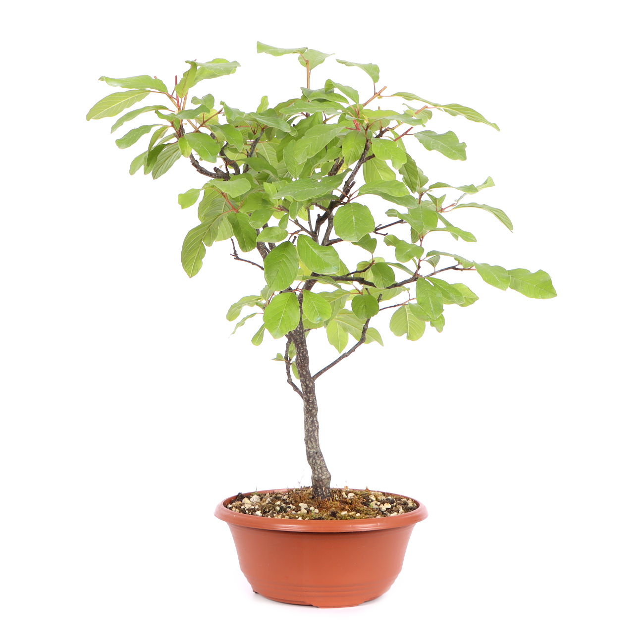 Seitenansicht rechts