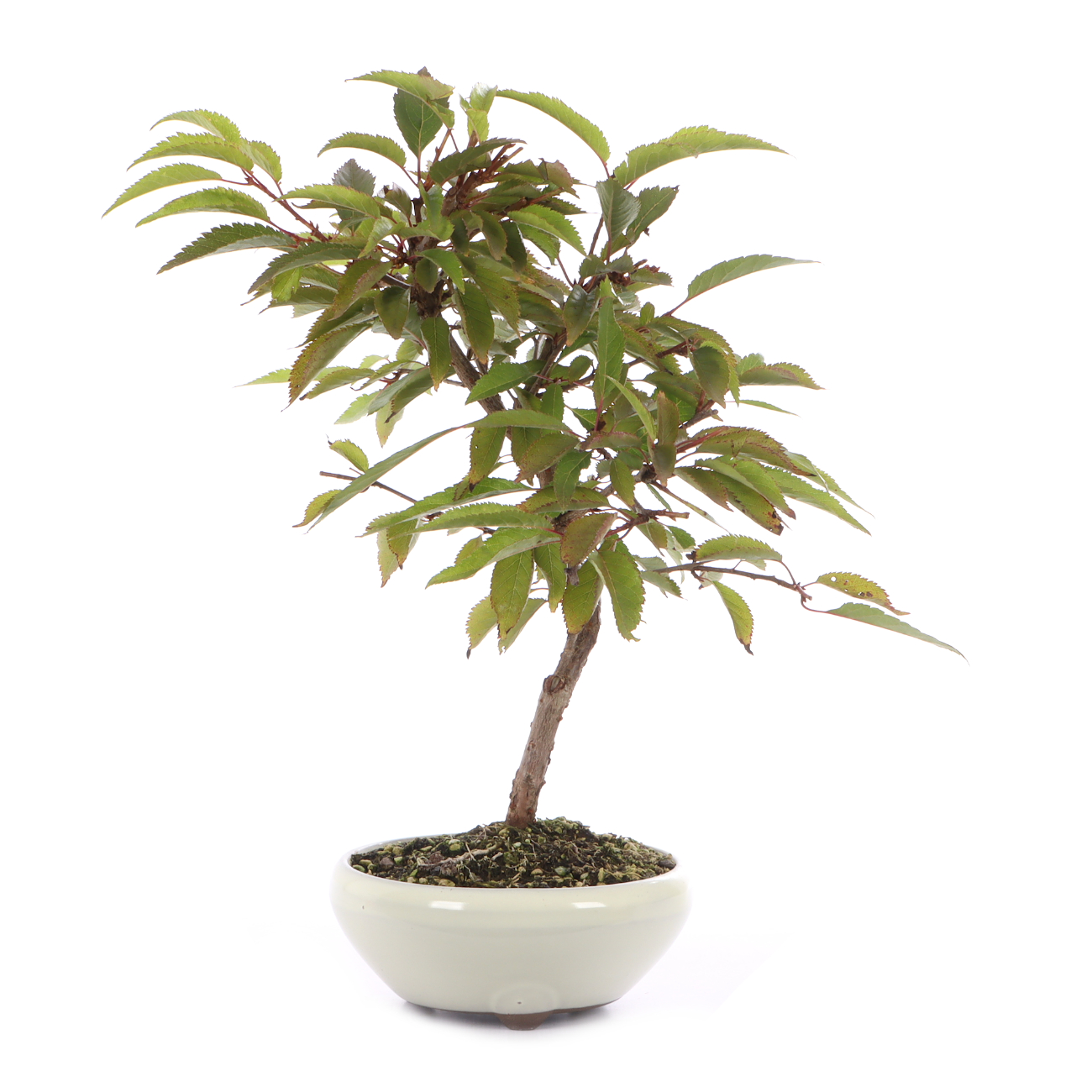 Prunus incisa 'Paean'