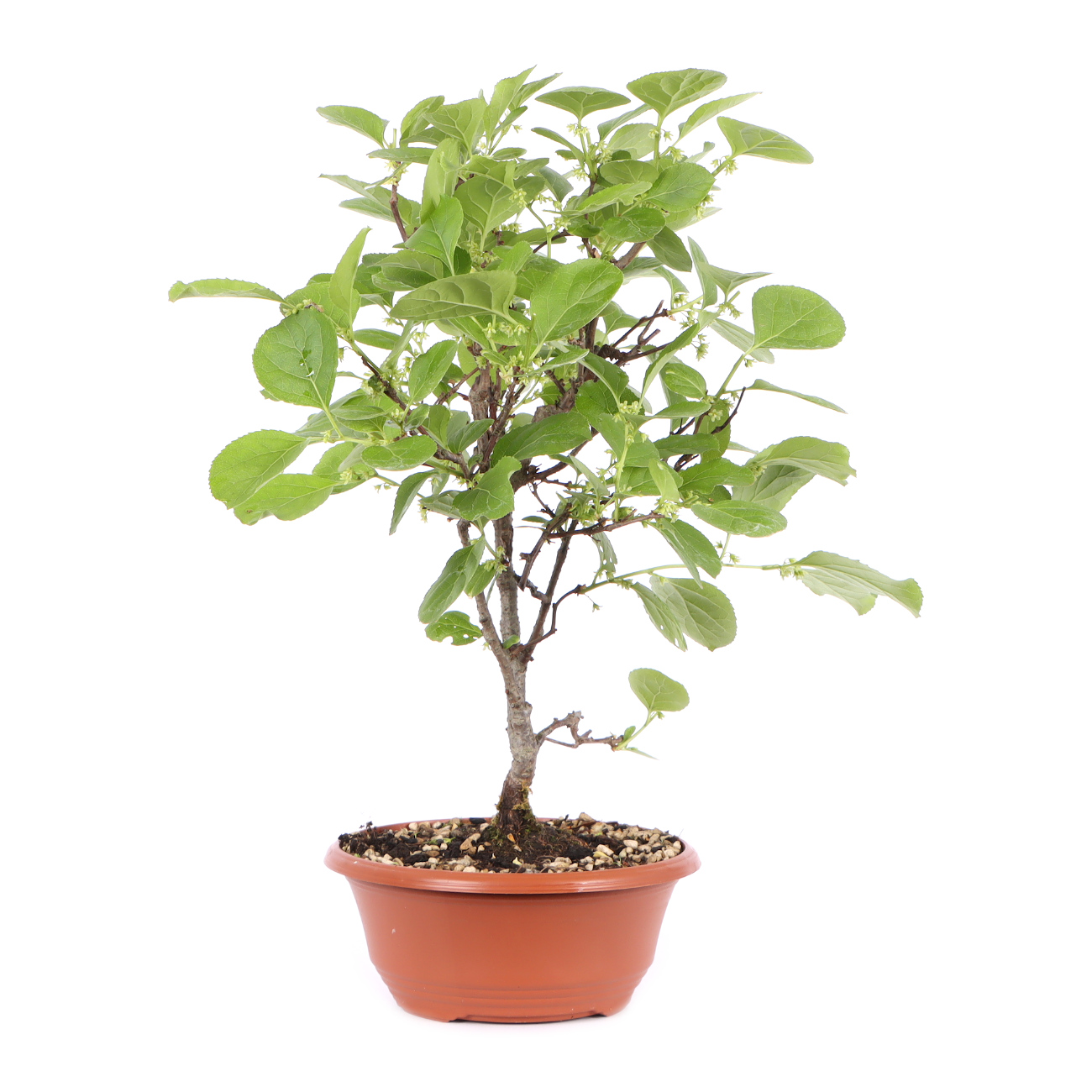 Seitenansicht rechts