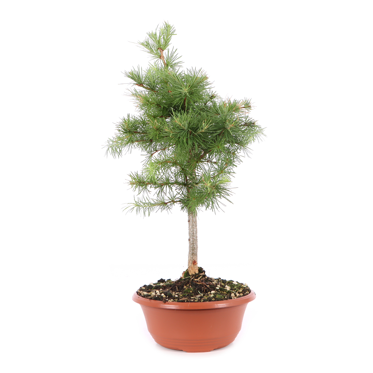 Larix kaempferi