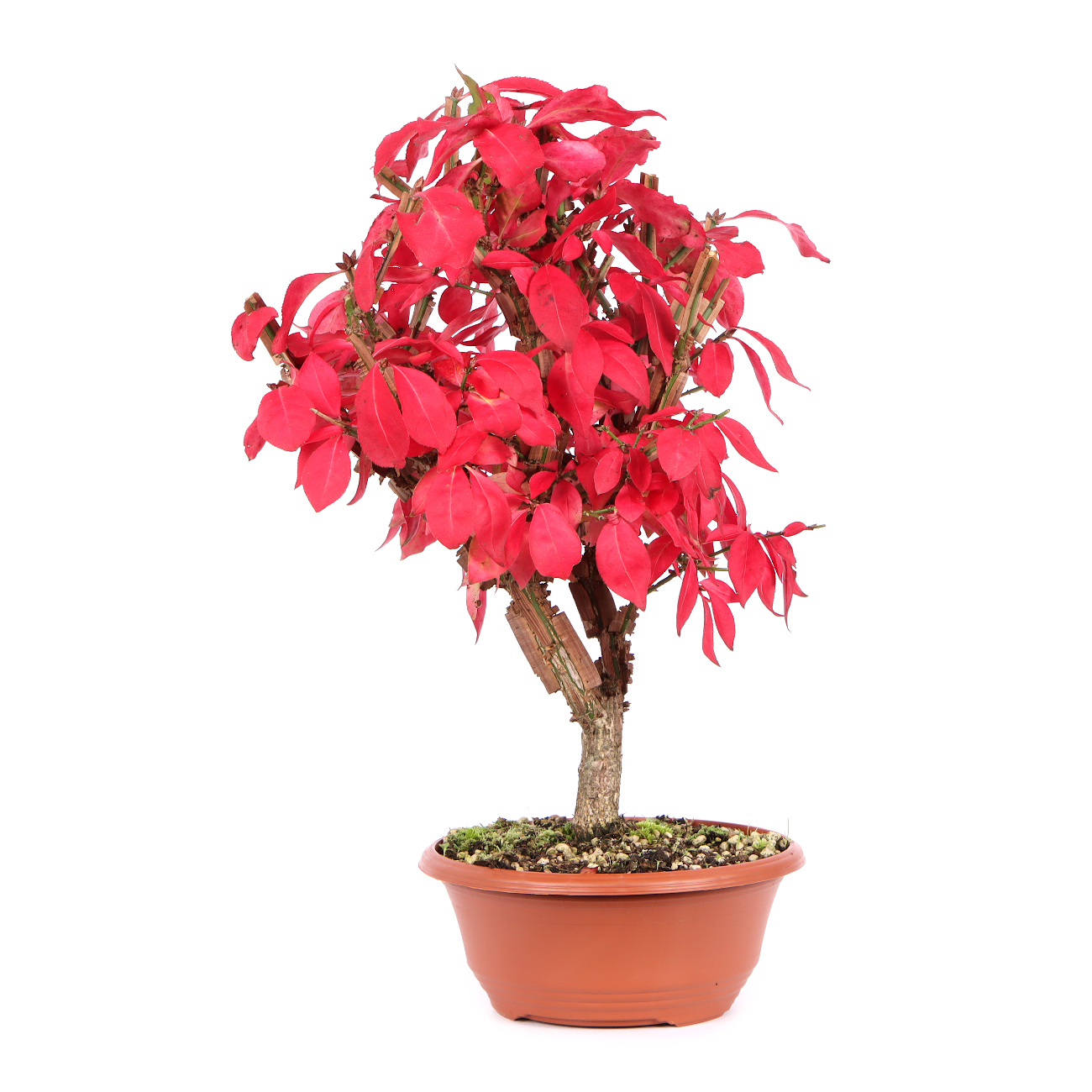 Seitenansicht rechts