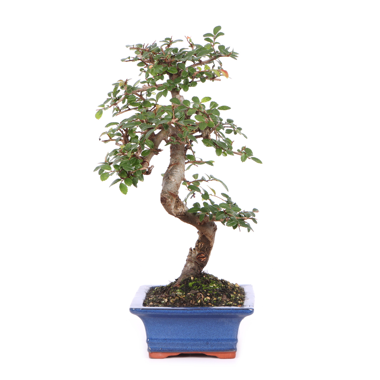 Seitenansicht rechts