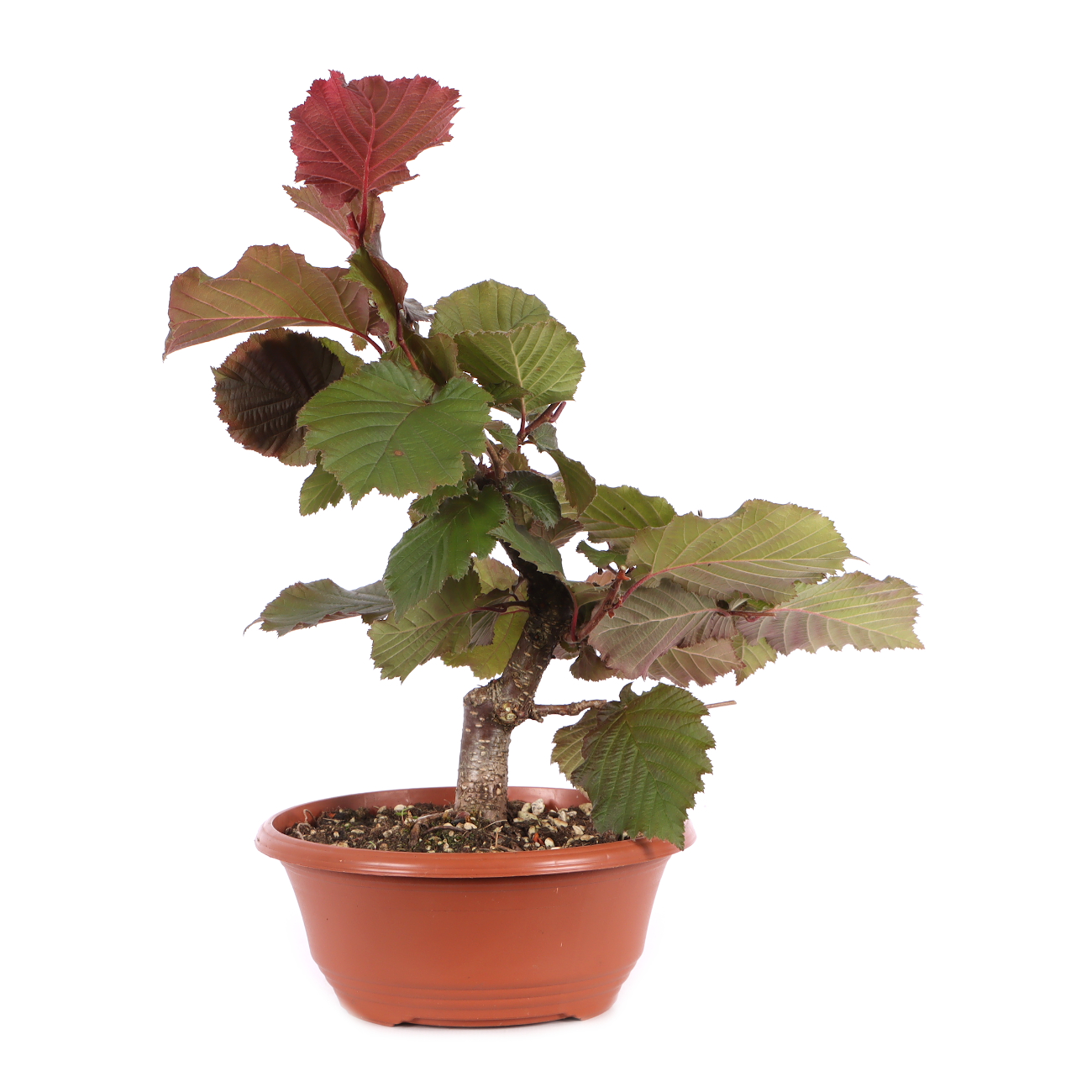 Corylus avellana 'Rotblättrige Zellernuss'
