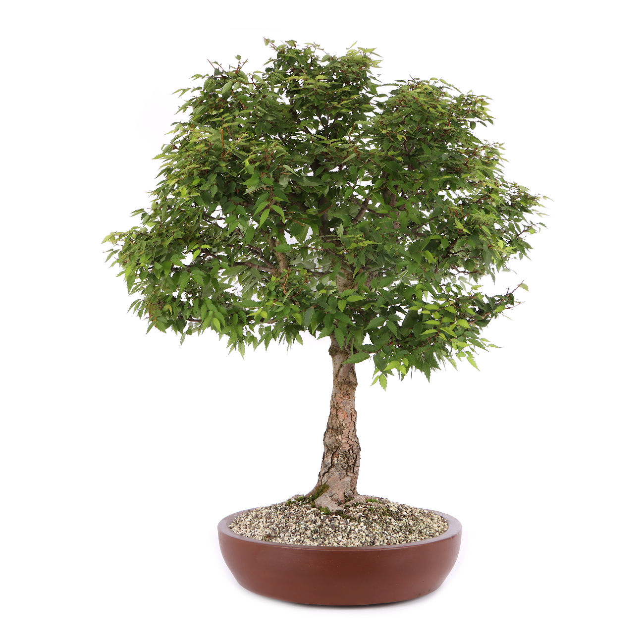 Zelkova serrata
