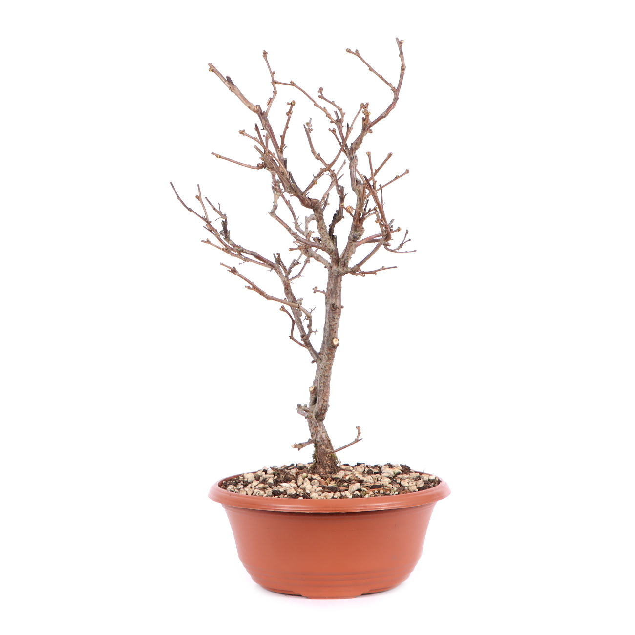 Seitenansicht rechts