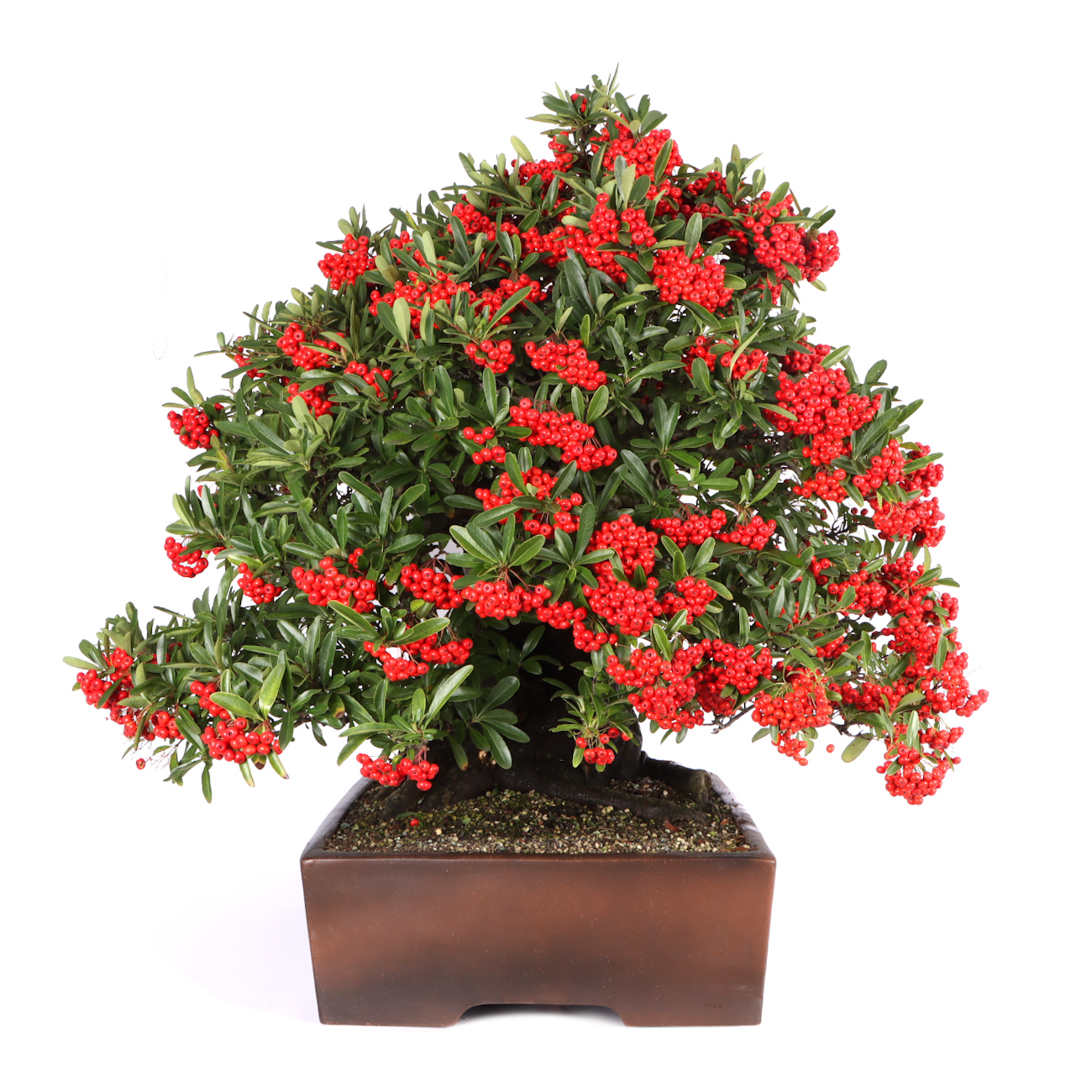 Seitenansicht rechts