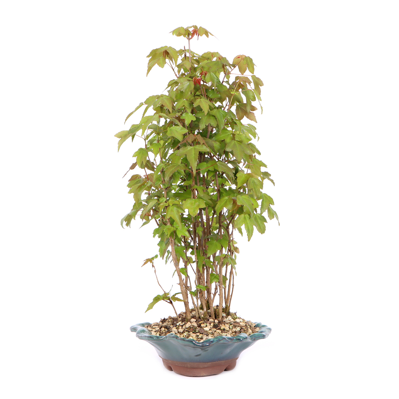 Seitenansicht rechts