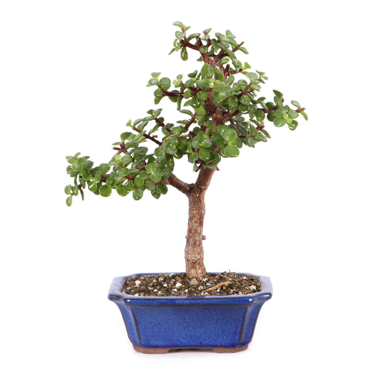 Portulacaria afra