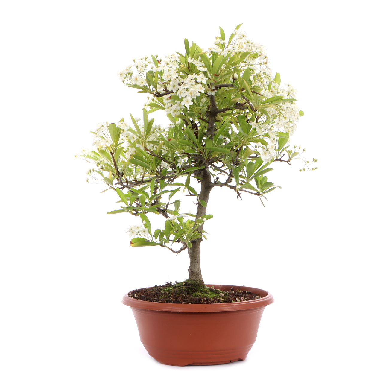 Seitenansicht rechts