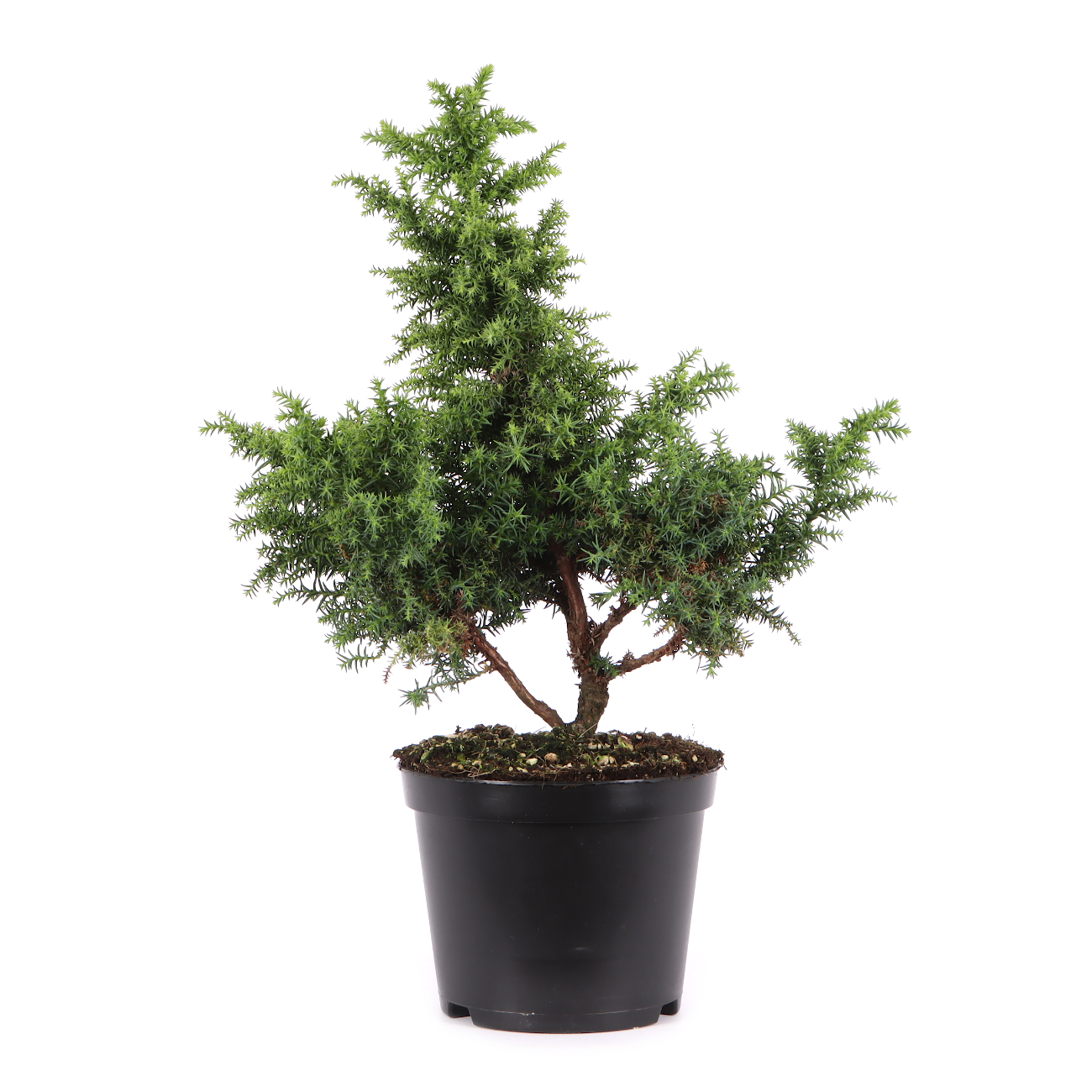 Cryptomeria japonica 'Yokohama'