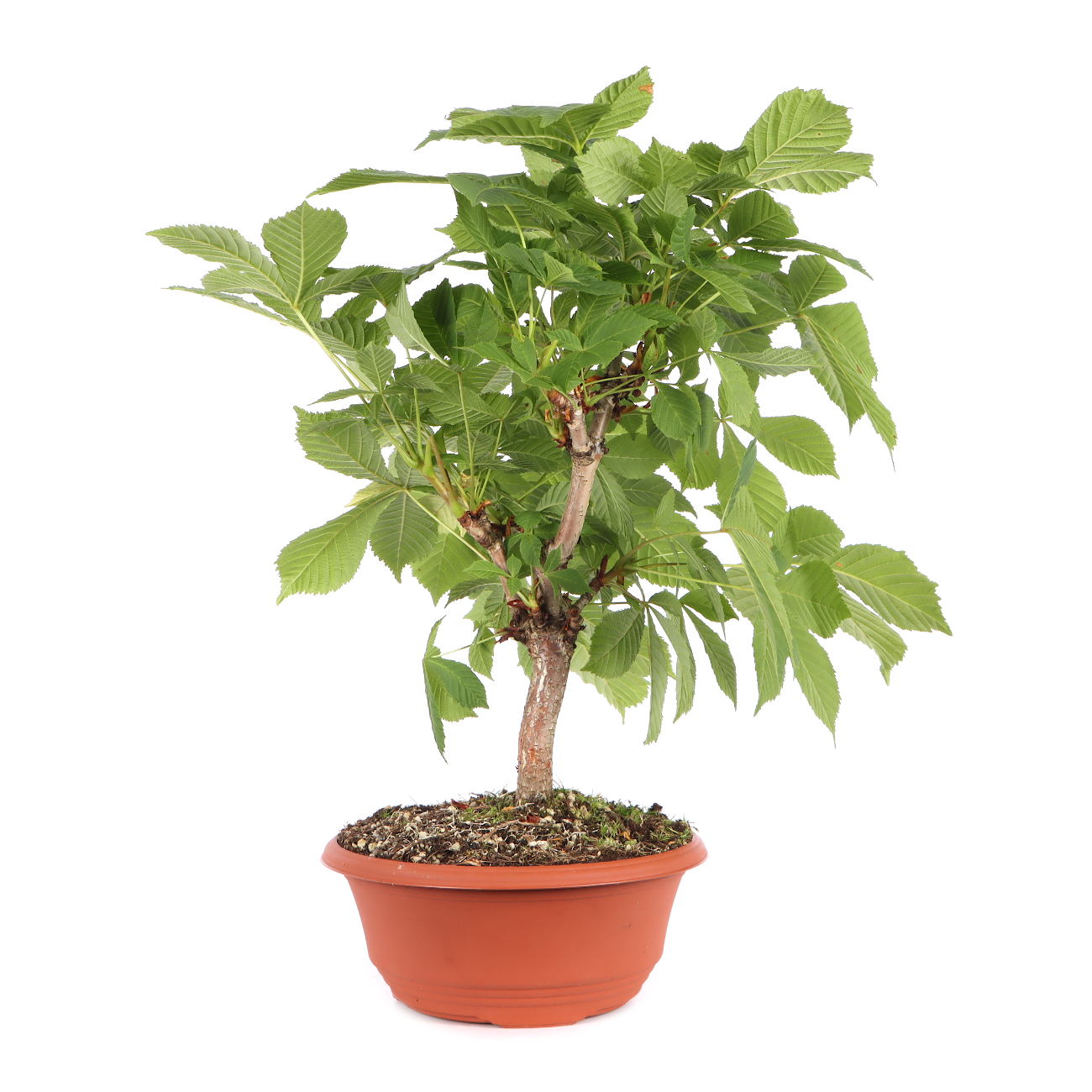 Aesculus hippocastanum
