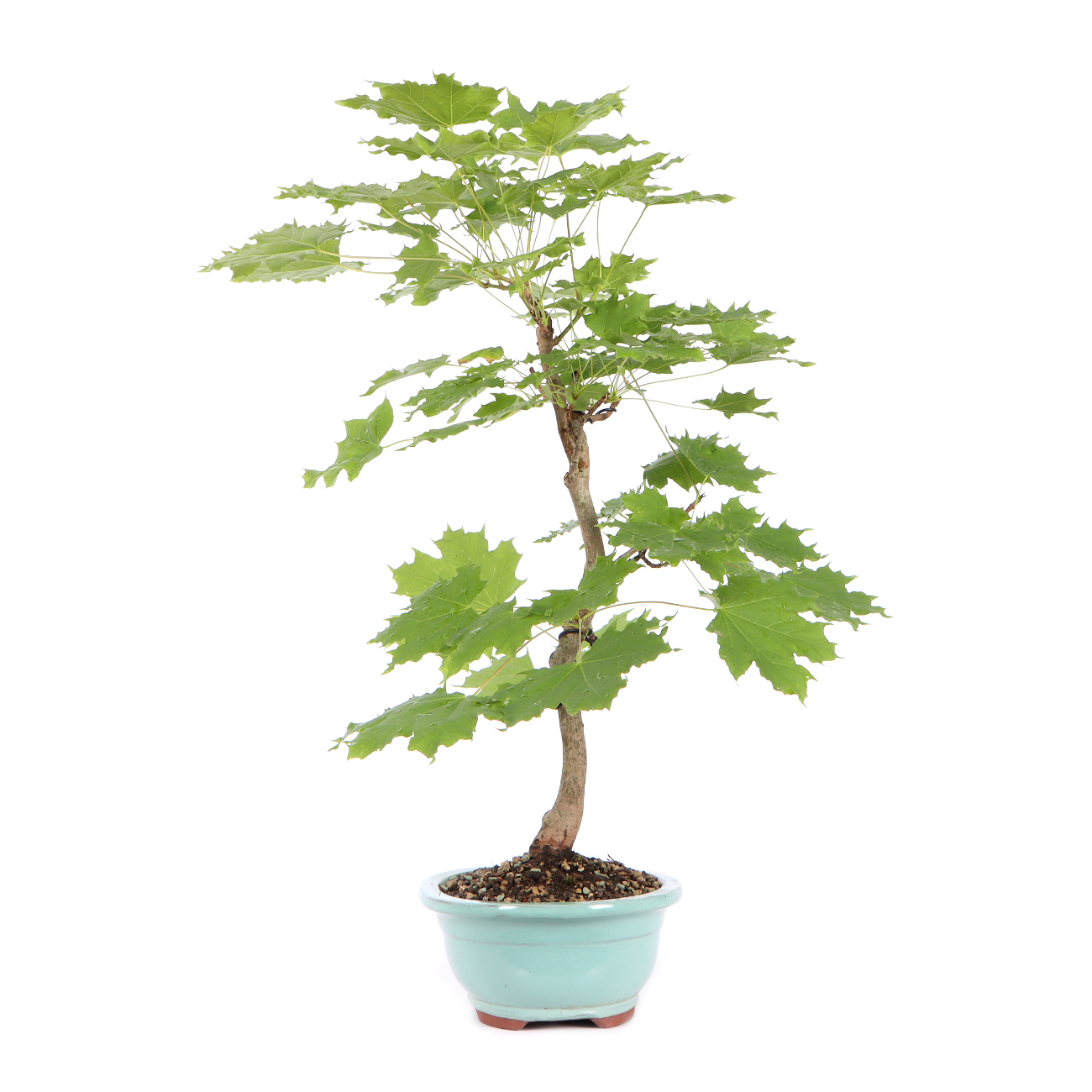 Seitenansicht rechts