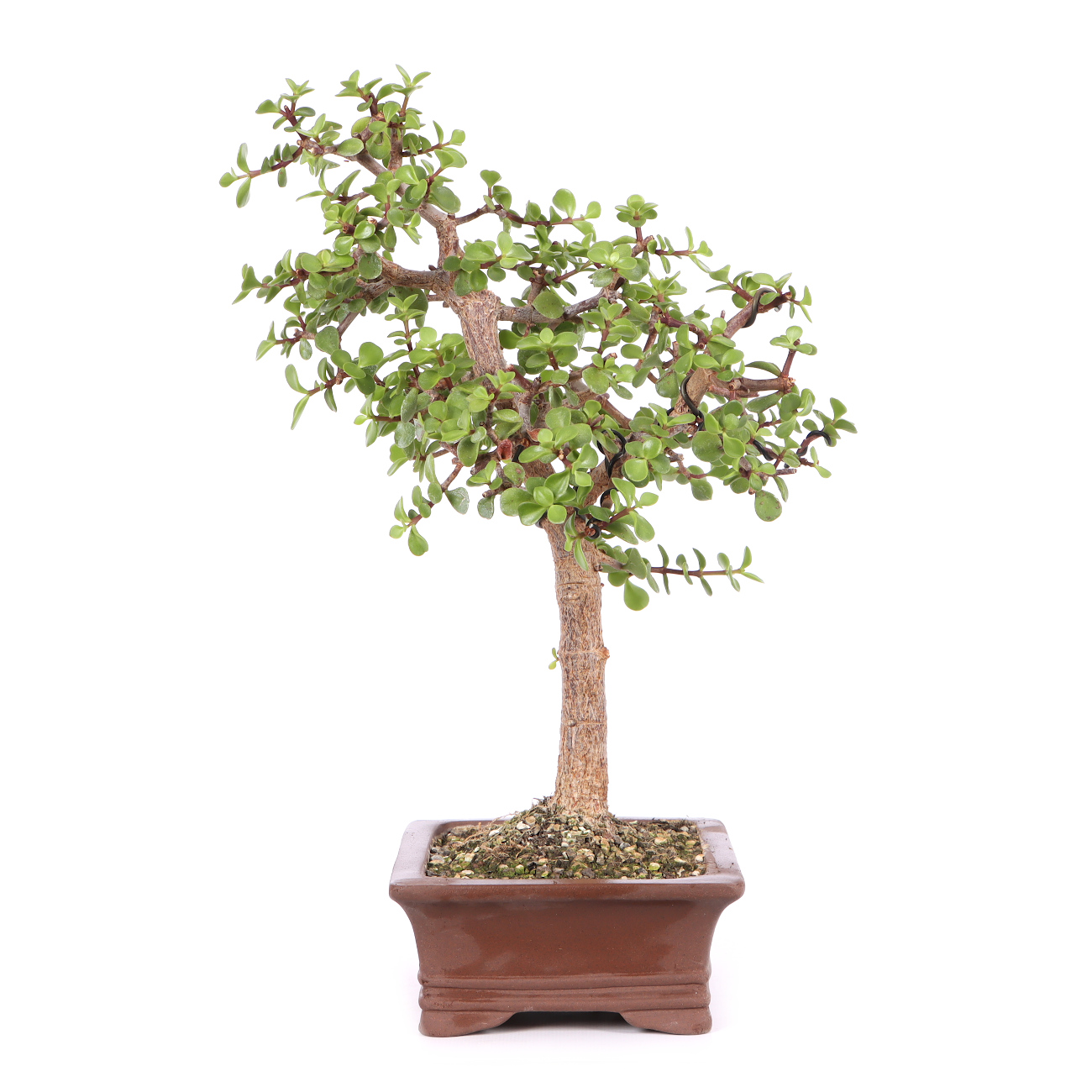 Portulacaria afra