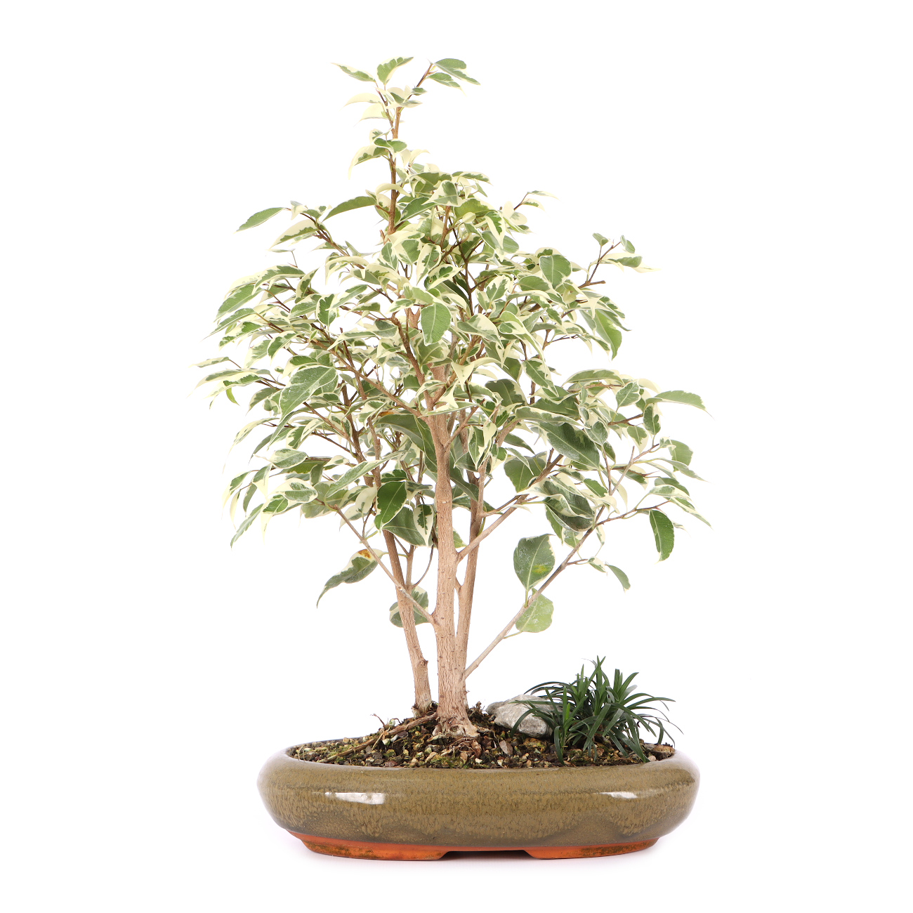 Ficus benjamina 'Starlight'