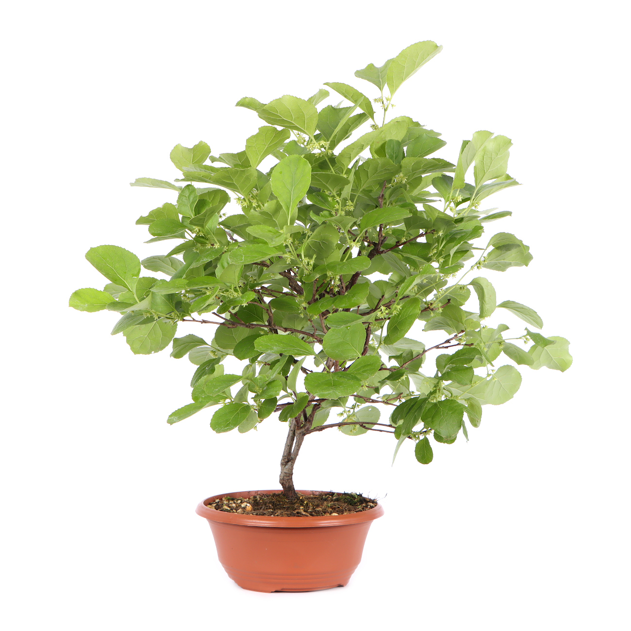 Seitenansicht rechts