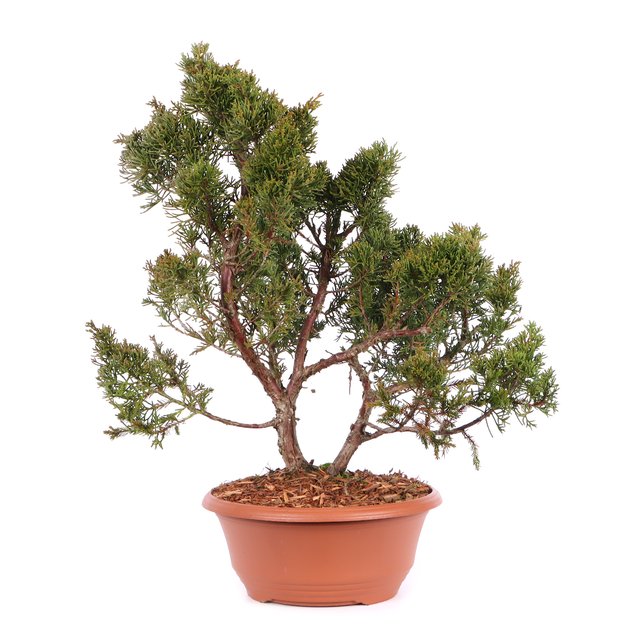 Juniperus chinensis 'Blaauw'