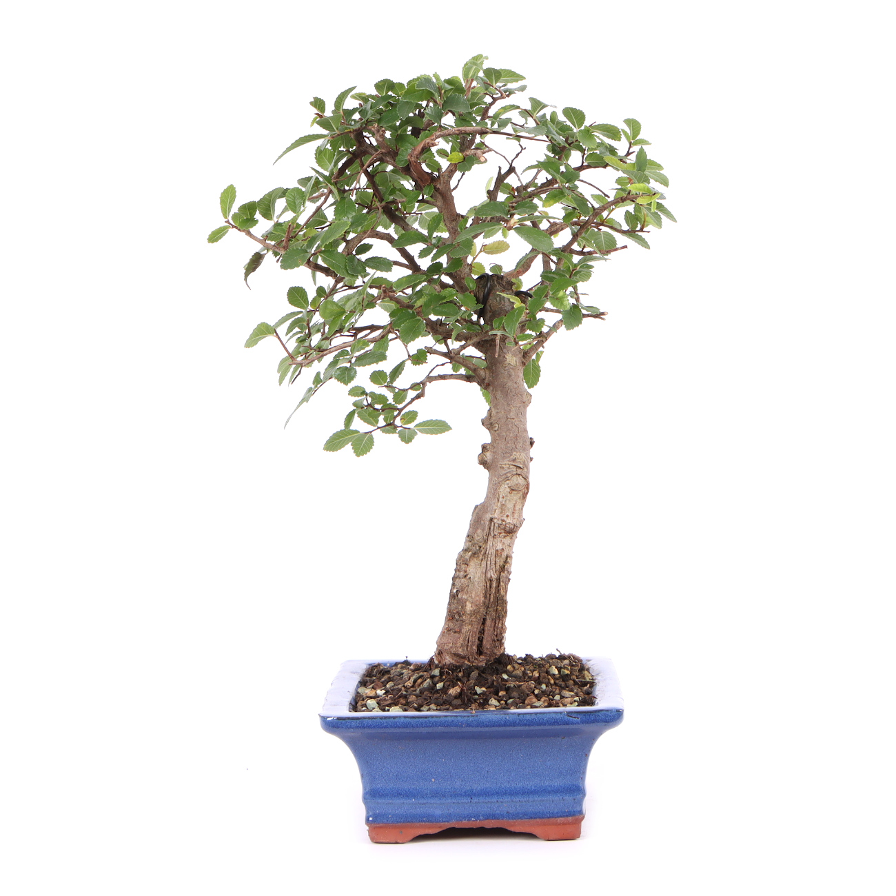 Seitenansicht rechts