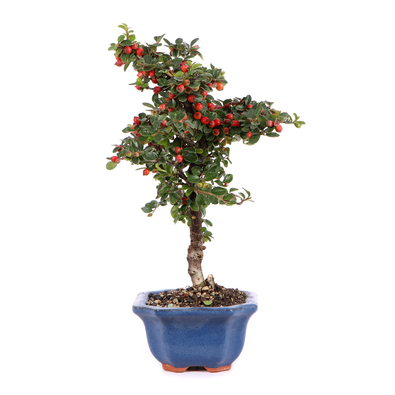 Seitenansicht rechts